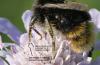 Bombus lapidarius